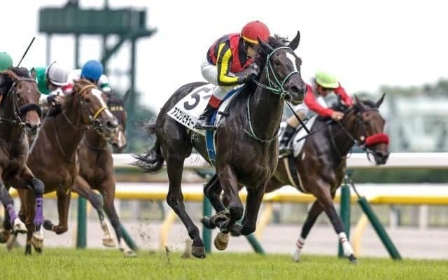 【新潟2歳S見どころ】ダイワメジャー産駒アスコリピチェーノがデビュー2連勝狙う