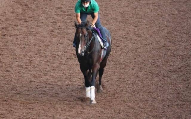 ピクシーナイトなど、先週の入厩情報/栗東トレセンニュース