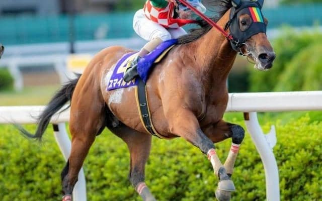 JpnII・2着の実績馬が他馬を圧倒するか/川崎・スパーキングサマーC