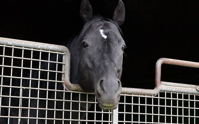 コントレイルから三冠馬は誕生するのか？ スタッフが明かす父ディープとの違い