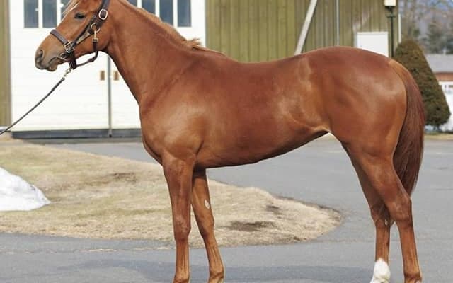 【JRA新馬戦】ファントムシーフの半弟ディスペランツァなどがデビュー