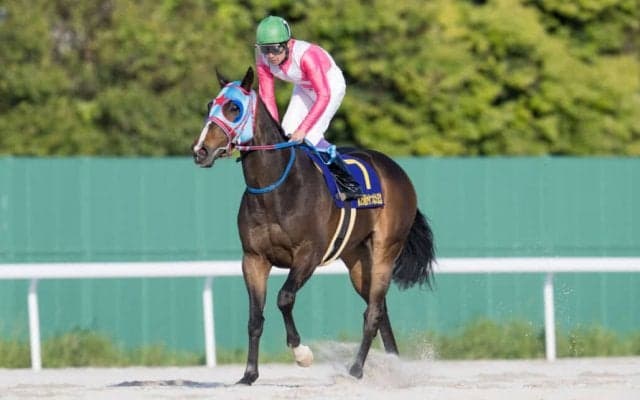 【サマーチャンピオン】JRA出走予定馬