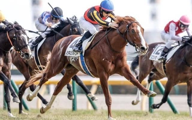 【新潟記念想定馬・騎手】ノッキングポイント、サリエラなど14頭