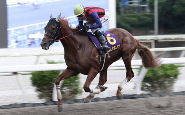 【高知・黒潮菊花賞】ユメノホノオが高知三冠達成…吉原「馬に任せました」