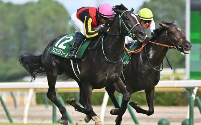 父ダイワメジャーは2歳戦に強い 新潟2歳S覇者アスコリピチェーノも該当