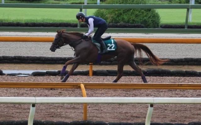 エヴァンスウィートなど、先週の入厩情報/栗東トレセンニュース