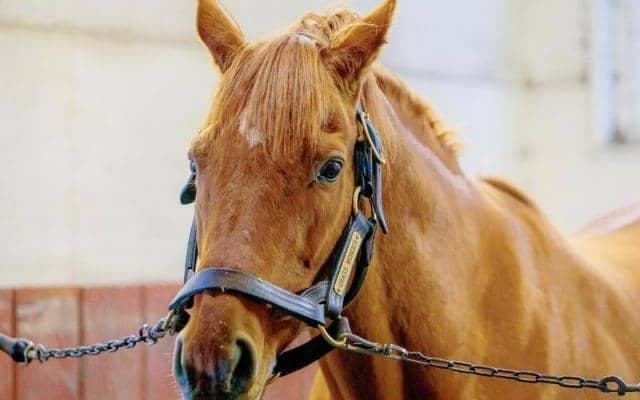 グラスワンダー産駒が全19世代で勝利挙げる 水沢でファイナルワンダーが初白星