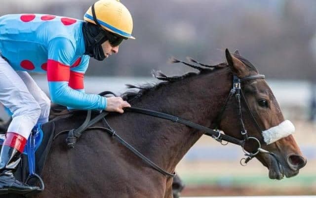 兄はGIウイナー、姉は有馬記念2着の超良血 新潟記念で待望の重賞制覇なるか