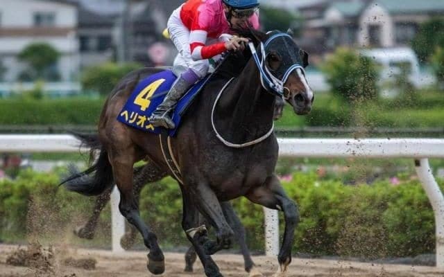 OP3勝も重賞は2着5回 7歳セン馬が悲願の初タイトルへ/佐賀・サマーチャンピオン注目馬