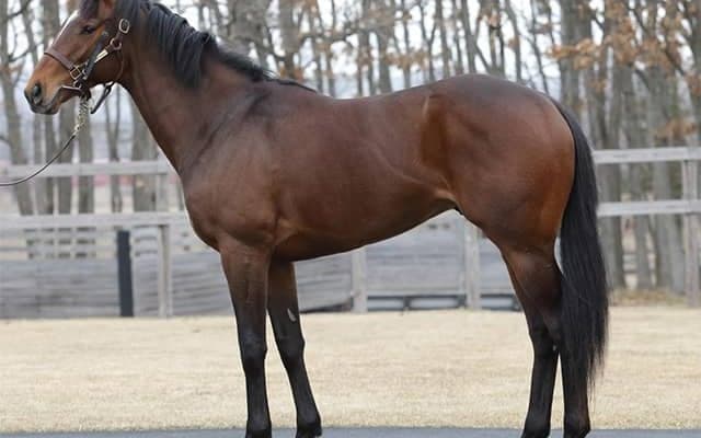 【JRA新馬戦】アエロリットの初仔コンドライトなどがデビュー