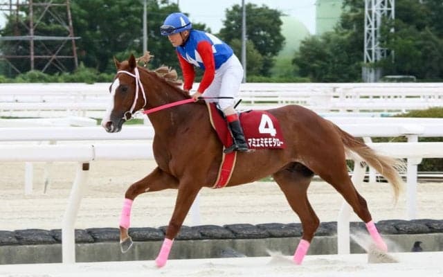 【園田・若駒賞】マミエミモモタローが7馬身差V…川原「将来性を感じた」