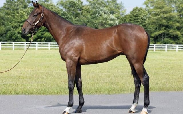 ドウデュース半弟など豪華ラインナップ…インゼルサラブレッドクラブが2023年度募集馬を公開