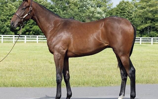 ドウデュースの半弟など20頭 インゼルTCが23年度の募集馬を発表