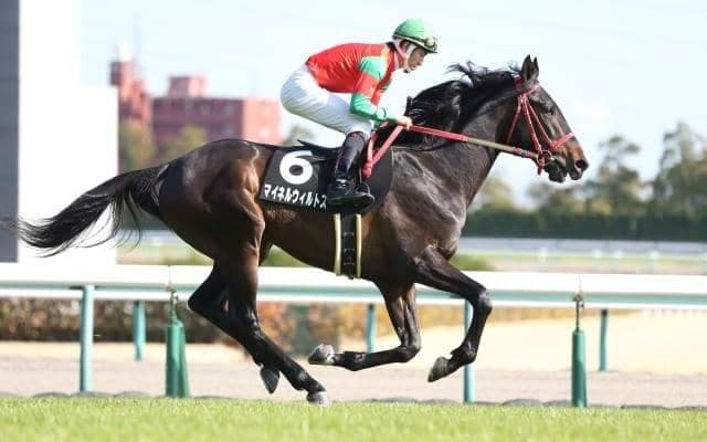 【新潟記念予想】過去10年で6番人気以下が5勝 波乱含みのサマー2000シリーズ最終戦