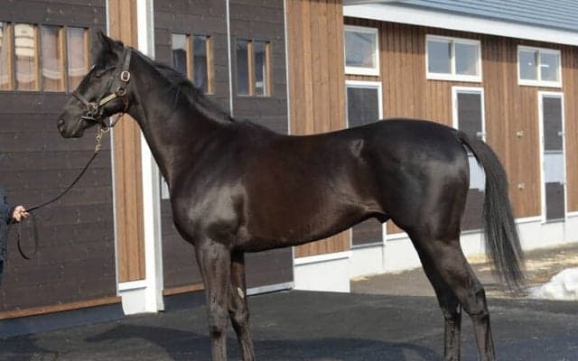 陣営期待のフォルラニーニが調教で抜群の動きを披露「素質馬らしい体の使い方をしている」