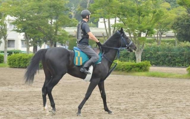 伯父はGI・2勝のグランプリホース 良血馬フォルラニーニが始動/関東馬メイクデビュー情報