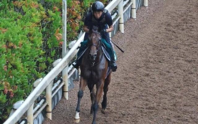 のちの活躍馬が多数 阪神開幕週の新馬戦から目が離せない/関西馬メイクデビュー情報