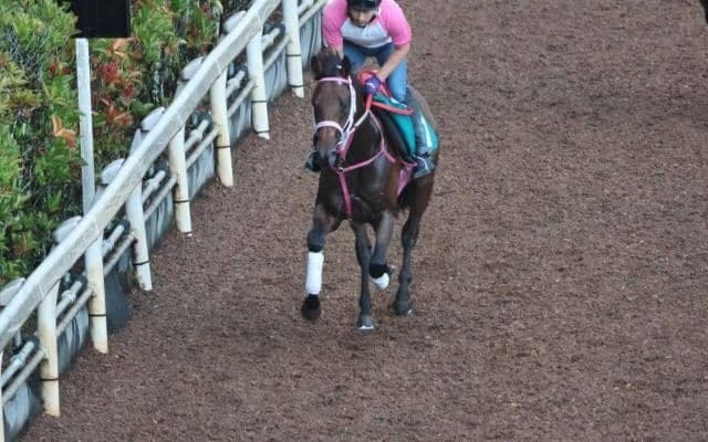 モズイージスなど、先週の入厩情報/栗東トレセンニュース