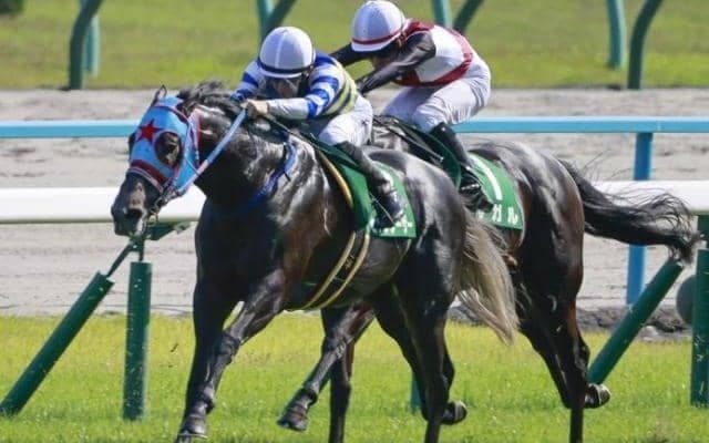 今年のセントウルS参戦3歳馬は“過去最高”布陣 レース史上初のワンツーあるか