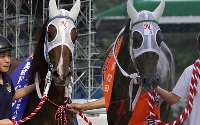 「福山最後の怪物」×「高知復活の象徴」 夢の配合から生まれた一頭が高知競馬でデビュー