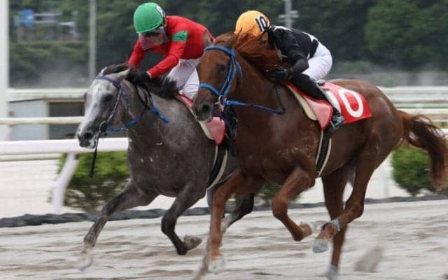 【高知・堆金菊特別】シュクメルリが準重賞制覇…高知2歳戦