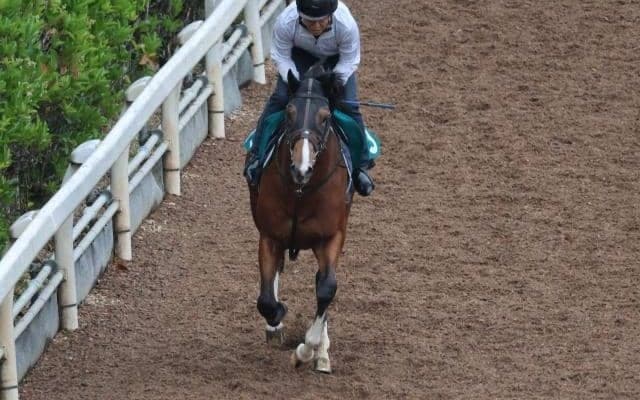 ブリックスアンドモルタル産駒のサンブノワ 初陣に向けて調整順調/関西馬メイクデビュー情報