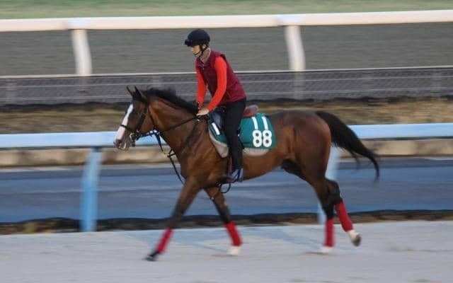 バロンドールなど、先週のゲート試験/栗東トレセンニュース