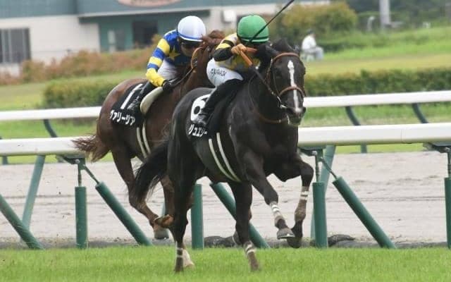 【ローズS AI予想】今回はメンバーに恵まれた印象 オッズ次第では狙う価値あり！