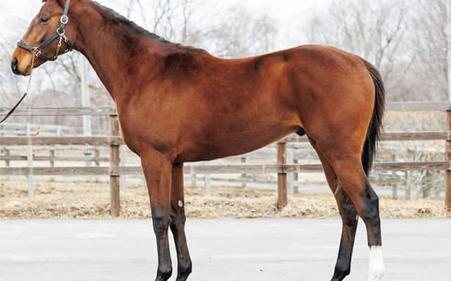 【JRA新馬戦】ジューヌエコールの初仔シャトーディフなどがデビュー