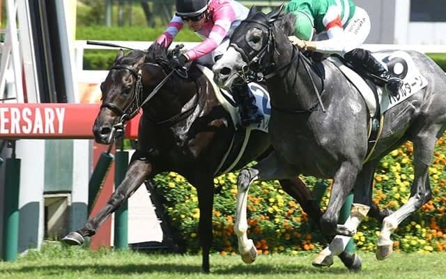 【阪神5R新馬戦結果】レイデオロ産駒のデルシエロが接戦制しデビューV！
