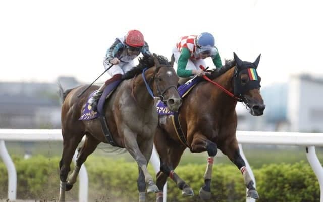 【浦和・オーバルスプリント枠順】さきたま杯2着スマイルウィは3枠3番、JpnI馬ドライスタウトは4枠4番