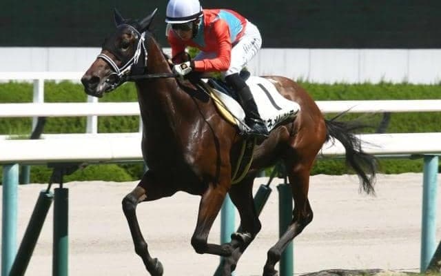 【阪神5R新馬戦結果】ニューイヤーズデイ産駒のベネメレンティが逃げ切りV！