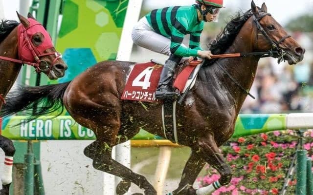 【神戸新聞杯予想オッズ】ハーツコンチェルトが予想1番人気