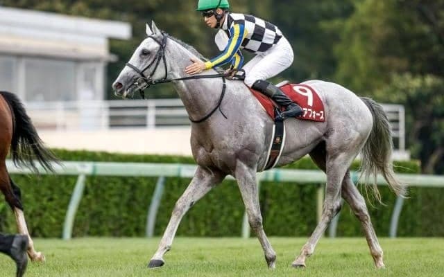 【オールカマー展望】古馬中距離GIの前哨戦、特に4歳馬が活躍傾向