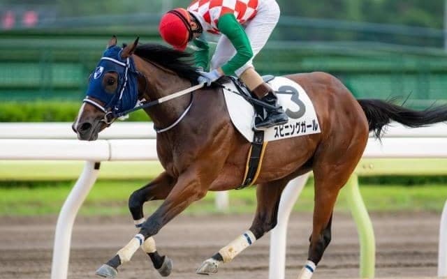 山口裕介オーナーが送り込む素質馬 スピニングガール重賞初制覇なるか/大井・ゴールドジュニア注目馬