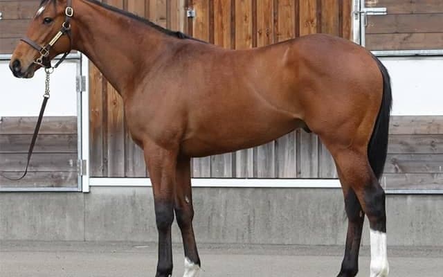 【JRA新馬戦】マルシュロレーヌの半弟マルチャレアル、リスグラシューの初仔シュヴェルトリリエなどがデビュー