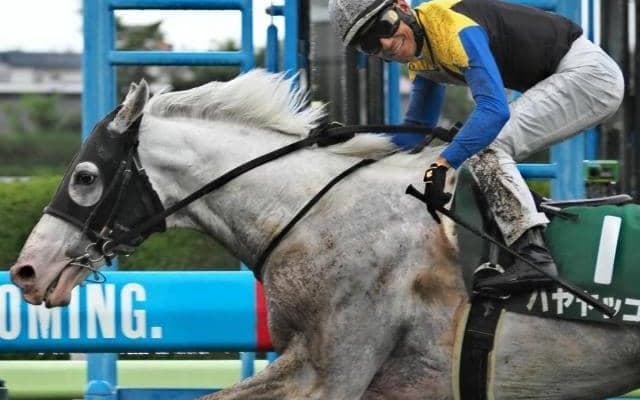 オールカマーで6年連続V＆5年連続オープンVなるか 二刀流の白毛馬が挑む