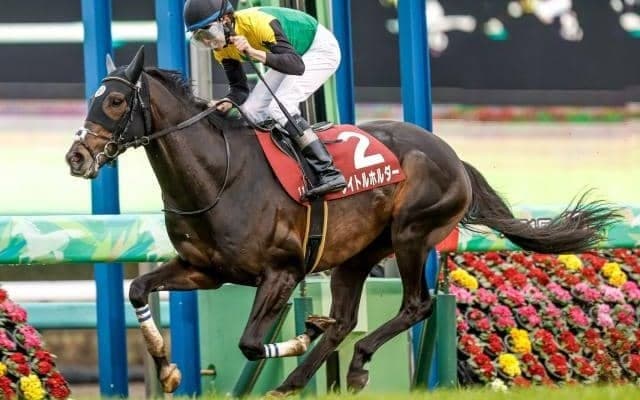 【オールカマー枠順確定】タイトルホルダーは2枠2番、ガイアフォースは4枠7番