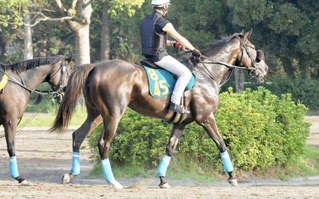 オジュウチョウサンの半妹スターチョウサン 武豊騎手背に仕切り直しの初陣/関東馬メイクデビュー情報