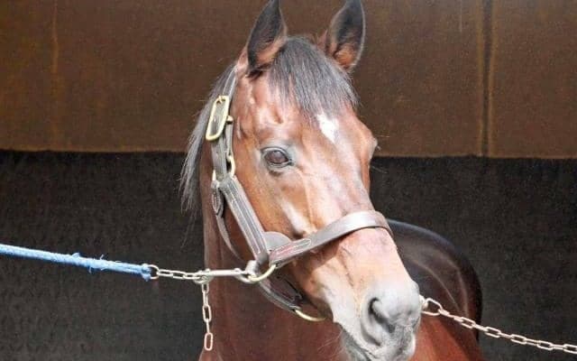 凱旋門賞2着や宝塚記念制覇など国内外で活躍 ナカヤマフェスタが種牡馬引退