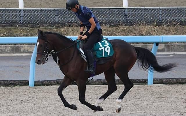 サラフィナの2021(カルデア)など、先週のゲート試験/栗東トレセンニュース