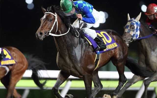 羽田盃覇者や中央・地方で8連勝飾ったブラッティーキッドがサラブレッドオークションに出品