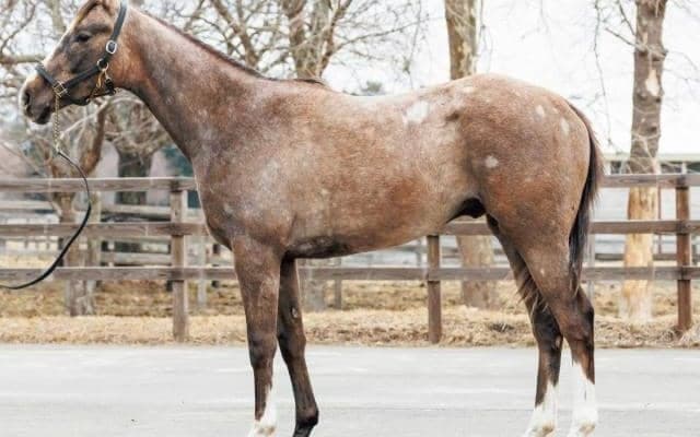 【JRA新馬戦】ラヴズオンリーユーの半弟グラヴィスなどがデビュー