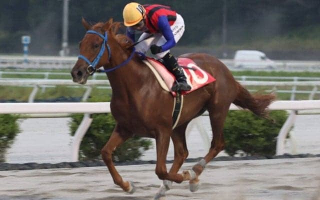 【高知・潮菊特別】牝馬ウオタカが断然人気に応える…吉原「これからが楽しみ」