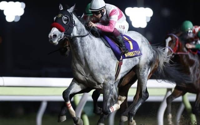 【大井・東京盃枠順】リュウノユキナは1枠1番、ドンフランキーは8枠12番