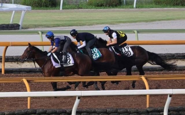 時計は遅くとも動き軽快 師も高評価のルージュプレジール/関西馬メイクデビュー情報