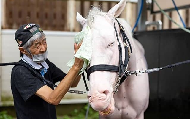 “電撃引退”のソダシ 白毛のアイドルが残した功績と繁殖牝馬としての可能性