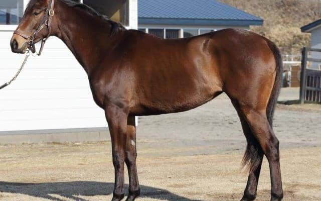 【JRA新馬戦】シャンパンカラーの半弟シャンパンマークなどがデビュー