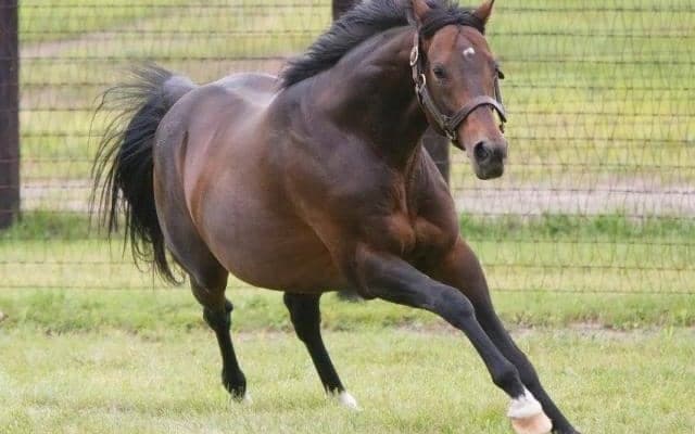 サンデー超えの歴代最多2750勝へ ディープインパクト産駒は13頭が今週末に出走