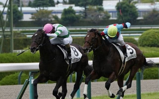 【新馬/阪神5R】アルアイン産駒 カズゴルティスがデビューV